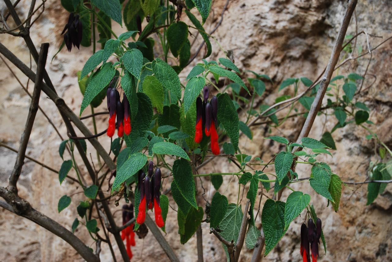 Peru Quechua'S Lodge אויאנטאיטמבו מראה חיצוני תמונה