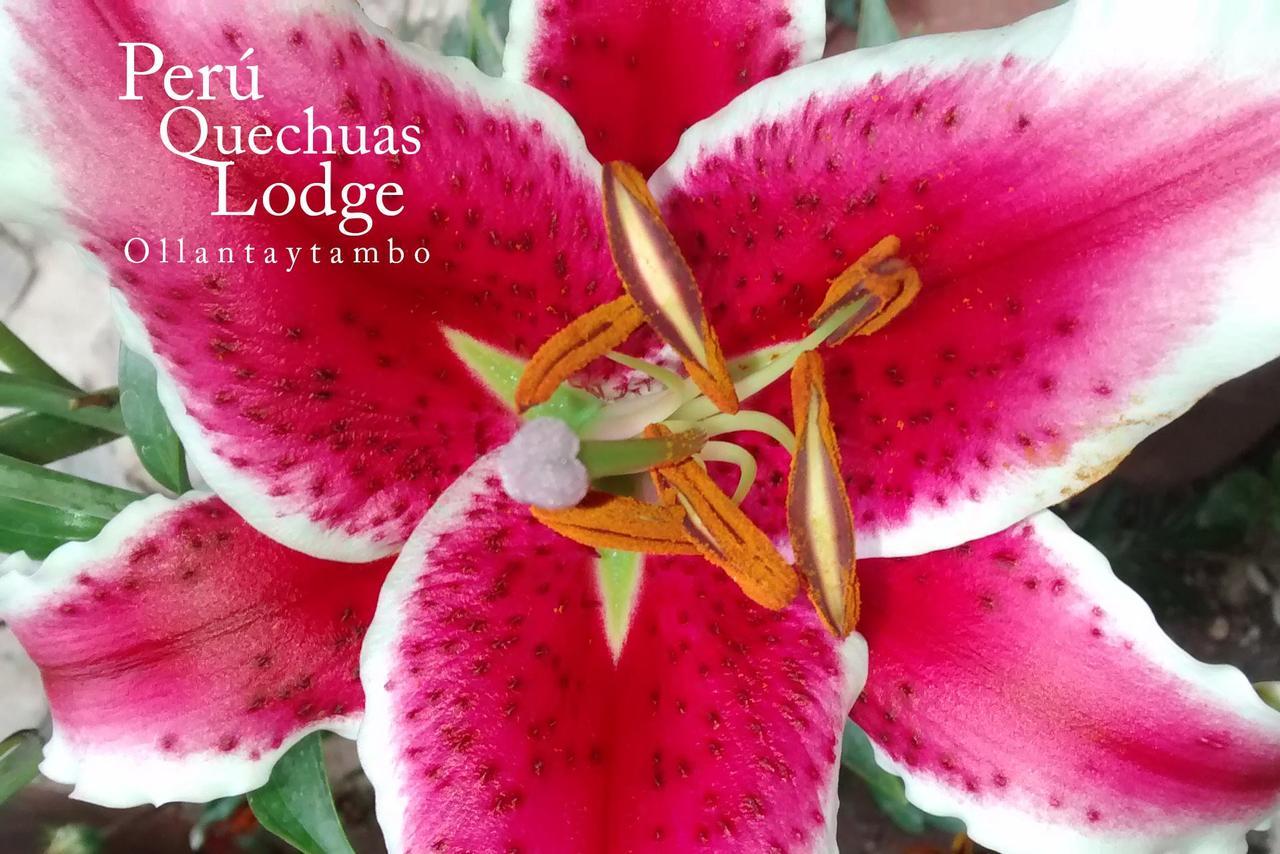 Peru Quechua'S Lodge אויאנטאיטמבו מראה חיצוני תמונה